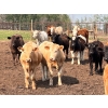 Image 2 : Klause Farms - 760# June Delivery Steers - 110 Head (Onoway, AB)