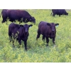 Image 10 : Spring View Ranch Ltd. - 610# November Delivery Steer Calves - 80 Head (Beaubier, SK)