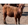 Image 10 : Van Hal Livestock Inc. - 725# May Delivery Heifers - 228 Head (Seven Persons, AB)