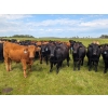 Image 4 : Chipping Hill Cattle Co. - 1025# October Delivery Grass Steers - 300 Head (Zhoda, MB)