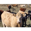 Image 2 : Forbes Bros. Ranching - 975# October Delivery Grass Heifers - 120 Head (Senlac, SK)