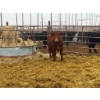 Image 2 : D6 Cattle Farm - 10 Heifers (Pen 517)