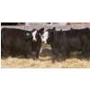 Image 2 : Pozko Cattle Company Ltd. - 700# October Delivery Steer Calves - 8 Head (Creston, BC)