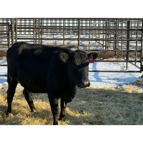 6S Family Farm - 3 Second Calvers (Pen 427)