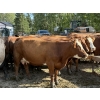 Image 5 : Garth & Theresa Kauppi - 1550# September Delivery Cows - 35 Head (Eckville, AB)