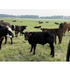 Image 4 : Winchester Cattle Company - 750# November Delivery Steer Calves - 82 Head (Leslieville, AB)