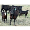 Image 11 : 9X Enterprises - 12 Black/BBF 1st Calf Pairs (Millicent, AB)