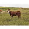Image 6 : Coyote Tree Ranching - 560# November Delivery Steer Calves - 100 Head (Patricia, AB)
