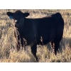 Image 2 : Jordan & Kelli Hoopfer - 660# November Delivery Steer Calves - 90 Head (Gadsby, AB)