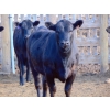 Image 7 : PSV Farms Ltd. - 840# June Delivery Heifers - 74 Head (Enchant, AB)