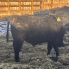 Image 10 : Hawk Ranching - 875# February Weaned Steers - 72 Head (Nanton, AB)