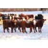 Image 6 : Coteau Ranch - 650# February Delivery Heifers - 85 Head (Kisbey, SK) VBP+