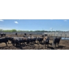 Image 7 : Theresa Guenther - 1010# June/July Delivery Steers - 53 Head (Bow Island, AB)