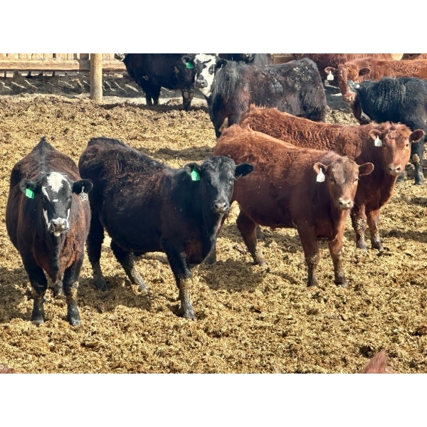 West Ridge Farms - 945# April Delivery Steers - 66 Head (Crossfield, AB)