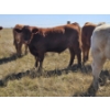 Image 12 : Johnston Ranches - 690# October Delivery Steer Calves - 80 Head (Cereal, AB)