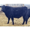 Image 2 : Justin Regehr - 860# January Delivery Steers - 40 Head (Linden, AB)