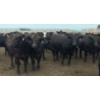 Image 2 : Ripple Rock Ranch - 965# July Delivery Heifers - 210 Head (Fincastle, AB)
