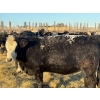 Image 11 : Salty Fox Farms - 50 Black Simm X Bred Heifers (Fork River, MB)
