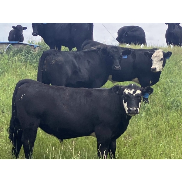 Round 2 Cattle Co. - 950# September Delivery Grass Steers - 40 Head (Nanton, AB)