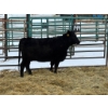 Image 2 : Regehr Land & Cattle - 1 Heifer (Pen 144)