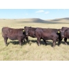Image 2 : L & J Ranch - 840# Sept/Oct Delivery Grass Heifers - 80 Head (Harptree, SK)
