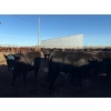 Image 14 : Poplarview Stock Farm - 1050# November Delivery Grass Steers - 116 Head (Pipestone, MB)