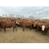 Image 7 : Lone Star Cattle Co. - 1010# May Delivery Steers - 230 Head (Strathmore, AB)