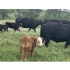 Image 7 : Rogers Ranch - 620# November Delivery Steer Calves - 95 Head (High River, AB)