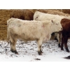 Image 8 : Valley Choice Land & Cattle Co. - 46 November Delivery Charolais X 2nd Calvers (Moosomin, SK)