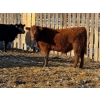 Image 5 : Brush Hills Ranch - 735# February Delivery Steers - 67 Head (Bentley, AB)