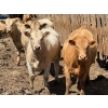 Image 5 : Merlin Torkelson - 925# June Delivery Heifers - 100 Head (Duchess, AB)