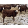 Image 2 : Four Forty Farms - 825# January Weaned Heifers - 65 Head (Eckville, AB)