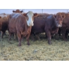 Image 5 : Stensrud Cattle Co. - 6 Red Cows (Pen 420)