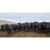 Image 8 : Cattlewood Farms Ltd. - 820# March Delivery Heifers - 105 Head (Stirling, AB)