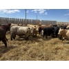 Image 4 : Robert Hampton - 920# June Delivery Steers - 68 Head (Picture Butte, AB) *ADDED LOT*
