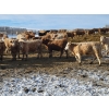 Image 3 : Bauer Ranching - 860# February Weaned Steers - 375 Head (Hilda, AB)