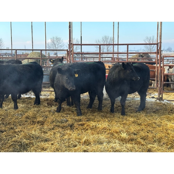 Calberta Farms - 13 Heifers (Pen 402)