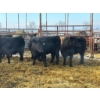 Image 1 : Calberta Farms - 13 Heifers (Pen 402)