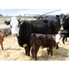 Image 2 : South Ridge Simmentals - 13 Black/BBF/BWF Pairs (Monarch, AB)