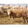 Image 2 : Kelly, Rita & Corey Fitzpatrick - 725# March Delivery Heifers - 68 Head (Glen Ewen, SK)