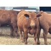 Image 6 : Lynden Land & Cattle - 900# June Delivery Steers - 50 Head (Linden, AB)