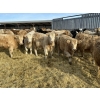 Image 3 : Rusty Ridge Cattle Co. Ltd. - 850# January Weaned Heifers - 69 Head (Bowden, AB)