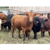 Image 4 : Wynnton Brandt - 950# July Delivery Heifers - 65 Head (Tolstoi, MB)