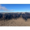 Image 1 : 6U Cattle Company - 875# April/May Delivery Heifers - 144 Head (Manning, AB) 