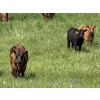 Image 6 : Clarence Koots - 475# November Delivery Heifer Calves - 100 Head (Eckville, AB)
