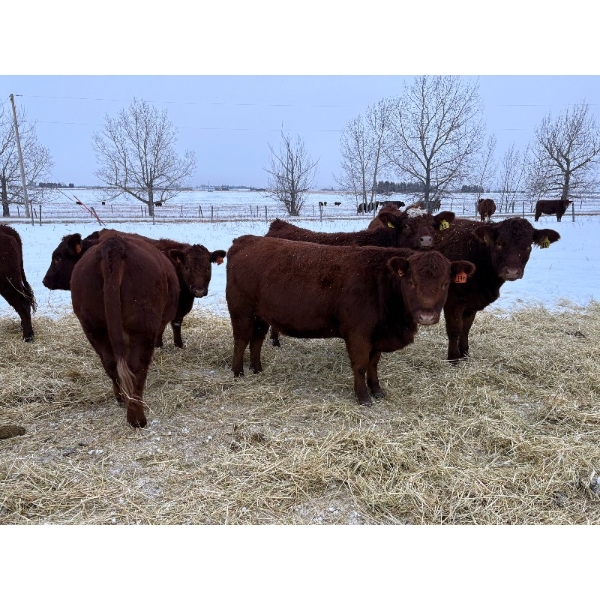 Munro Ranching - 10 Red Angus X March/April Calving Bred Heifers (Cochrane, AB)