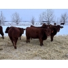 Image 2 : Munro Ranching - 10 Red Angus X March/April Calving Bred Heifers (Cochrane, AB)