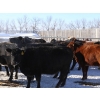 Image 4 : Right Cross Ranch - 1175# Open Cows - 23 Head (Kisbey, SK)