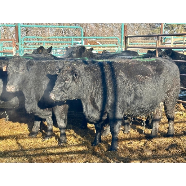 Bettmere Farms - 14 4-5 Year-Old Cows (Pen 138)