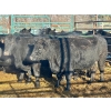 Image 1 : Bettmere Farms - 14 4-5 Year-Old Cows (Pen 138)